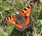 Schmetterling