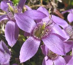 Feld-Enzian (Gentianella campestris)