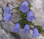 Zierliche Glockenblume (Campanula cochlearifolia)