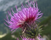 Gewöhnliche Kratzdistel (Cirsium vulgare)