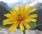 Wald-Habichtskraut (Hieracium sylvaticum)