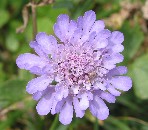 Tauben-Skabiose (Scabiosa columbaria)