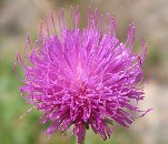Gewöhnliche Kratzdistel (Cirsium vulgare)
