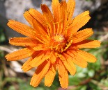 Wald-Habichtskraut (Hieracium sylvaticum)
