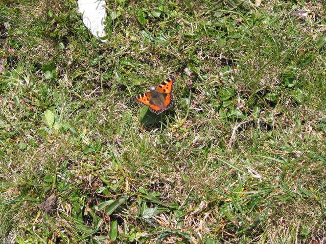 Bei Windstille tummeln sich ungeahnt viele Schmetterlinge auf den Bergwiesen (IMG_3860)