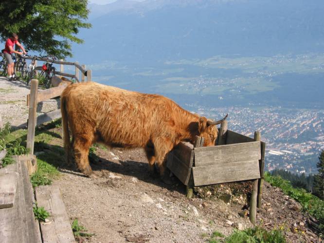 Höttingeralm (IMG_4205)