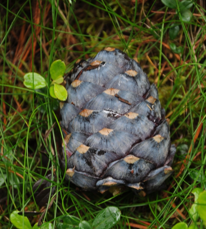Abstieg vom Rotkogel nach Lüsens. Wir finden viele dieser uns unbekannten, oft angeknabberten Zapfen.