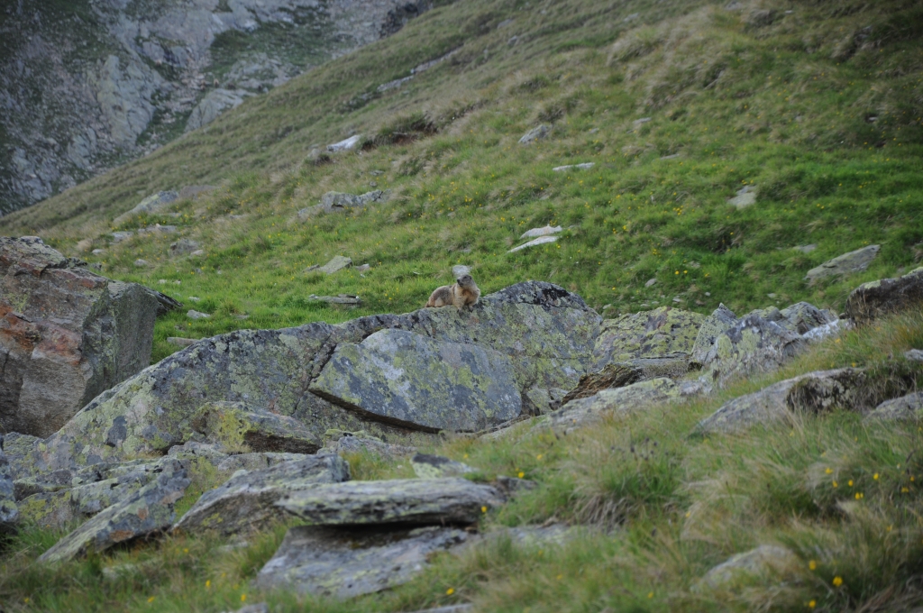 Von der Zischgelesspitze zum Westfalenhaus: Murmeltiere im Schöntal.