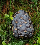 Abstieg vom Rotkogel nach Lüsens. Wir finden viele dieser uns unbekannten, oft angeknabberten Zapfen. Abstieg vom Rotkogel nach Lüsens. Wir finden viele dieser uns unbekannten, oft angeknabberten Zapfen.