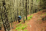 Abstieg nach Praxmar. Die bemoosten Lärchen und der rotbraune Nadelteppich verleihen dem Wald das Aussehen eines Märchenwaldes. Abstieg nach Praxmar. Die bemoosten Lärchen und der rotbraune Nadelteppich verleihen dem Wald das Aussehen eines Märchenwaldes.
