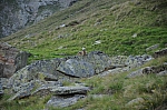 Von der Zischgelesspitze zum Westfalenhaus: Murmeltiere im Schöntal. Von der Zischgelesspitze zum Westfalenhaus: Murmeltiere im Schöntal.