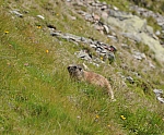 Paß auf, er beißt Dich gleich ins Bein! Murmeltier am Südhang oberhalb des Westfalenhauses. Paß auf, er beißt Dich gleich ins Bein! Murmeltier am Südhang oberhalb des Westfalenhauses.